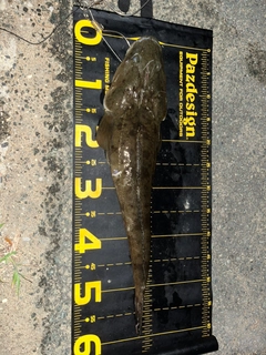 マゴチの釣果