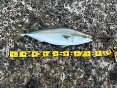 ブリの釣果