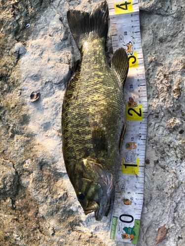 スモールマウスバスの釣果