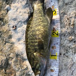 スモールマウスバス