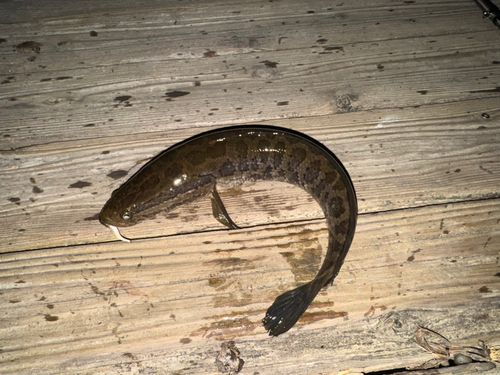 カムルチーの釣果
