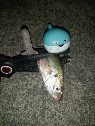 マアジの釣果