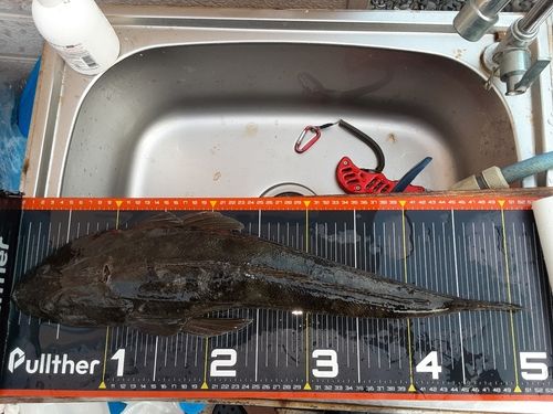 マゴチの釣果