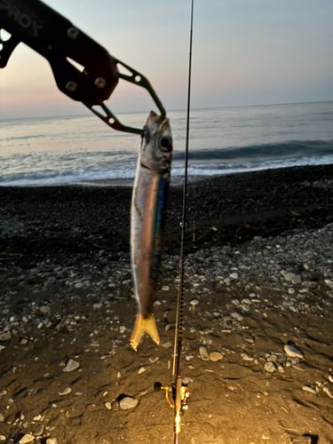 ウルメイワシの釣果
