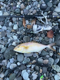 ショゴの釣果