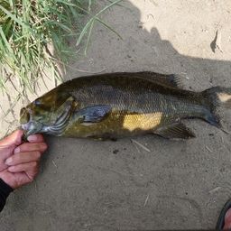 スモールマウスバス