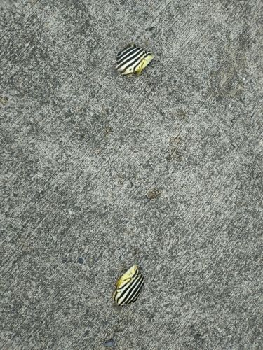 カゴカキダイの釣果