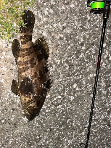 チャイロマルハタの釣果