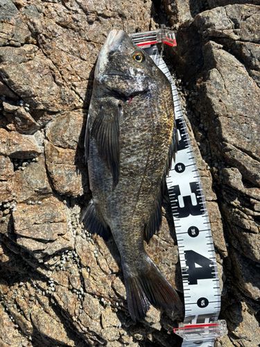クロダイの釣果