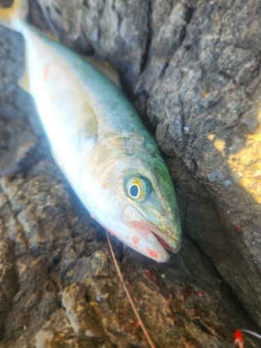 フクラギの釣果