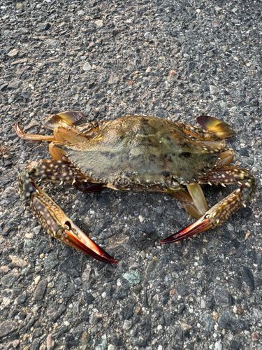 ガザミの釣果