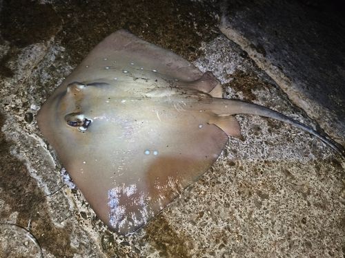 アカエイの釣果