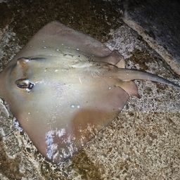 アカエイ