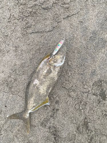 ショゴの釣果