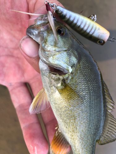 スモールマウスバスの釣果