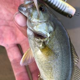 スモールマウスバス