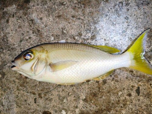 ジューマー(ヒトスジタマガシラ)の釣果