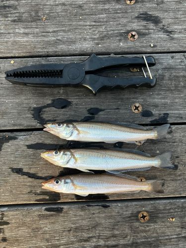 シロギスの釣果