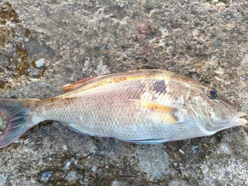 キツネフエフキの釣果
