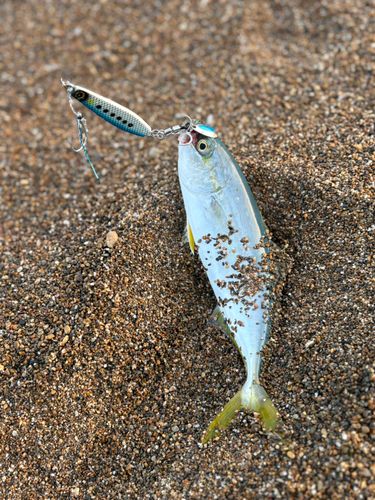 ツバスの釣果
