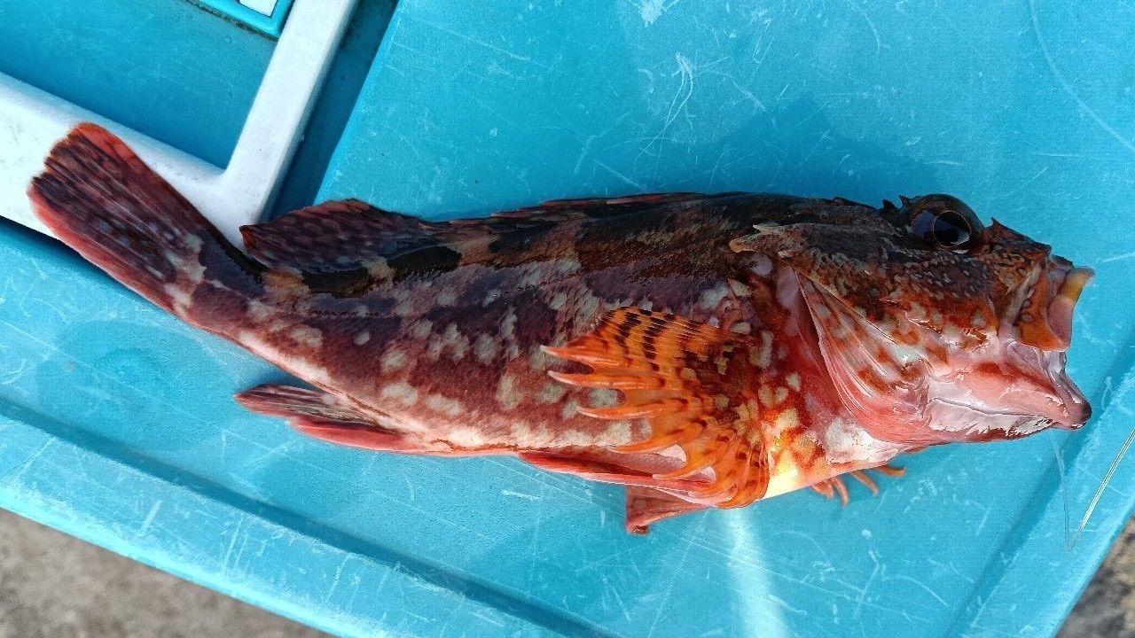 カサゴ