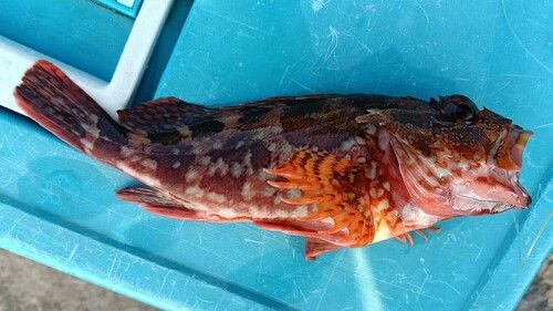 カサゴの釣果