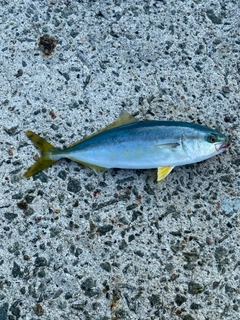 ワカシの釣果