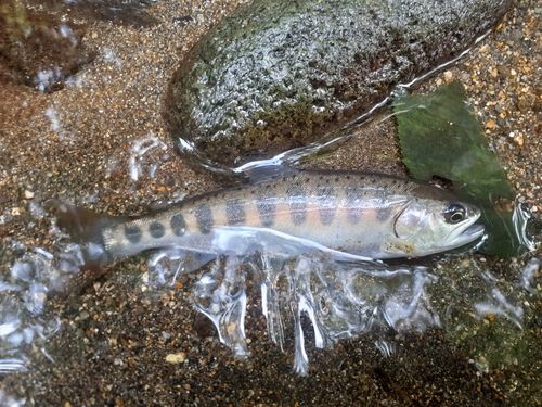 ヤマメの釣果