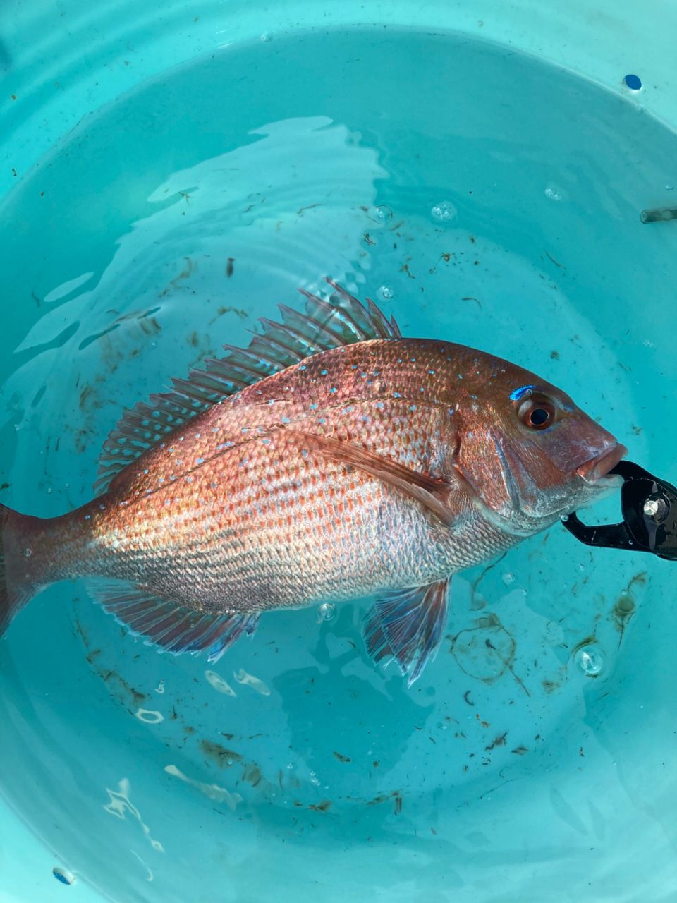 ハラキリさんの釣果 1枚目の画像
