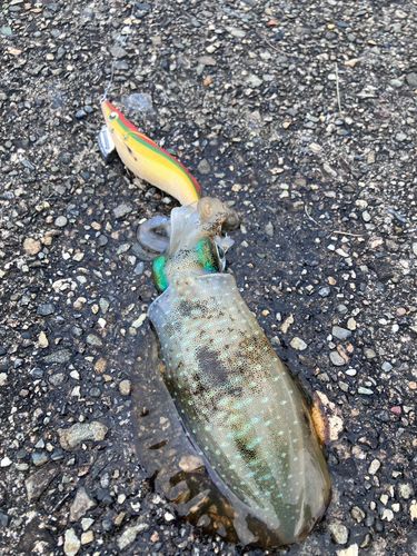 アオリイカの釣果