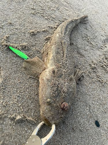 マゴチの釣果
