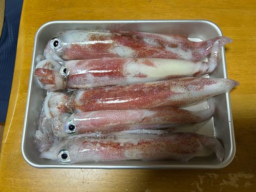 ケンサキイカの釣果