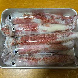 ケンサキイカ