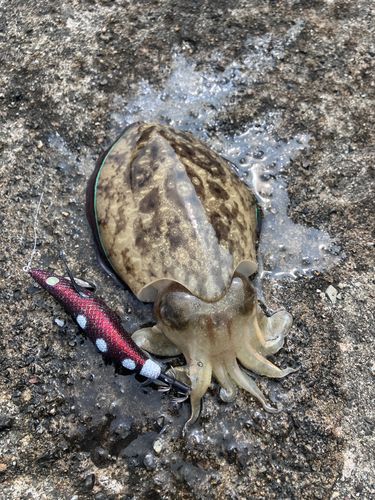 コウイカの釣果