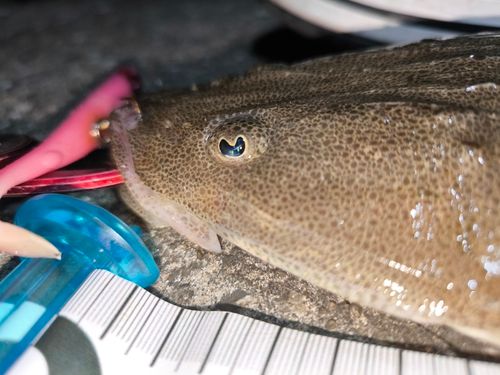 マゴチの釣果