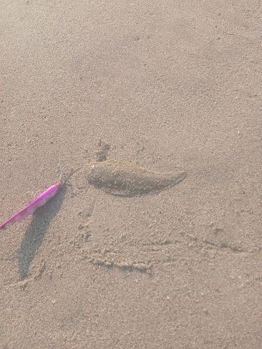 シタビラメの釣果