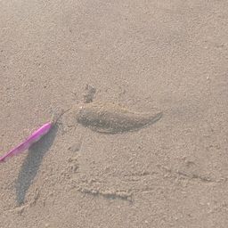 シタビラメ