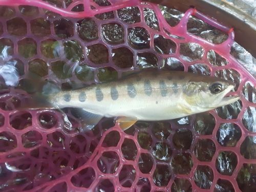 ヤマメの釣果