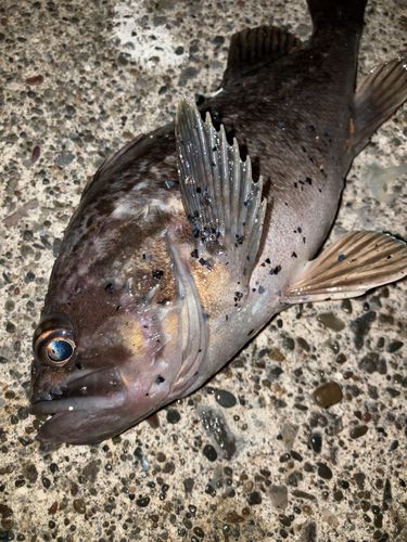 ソイの釣果