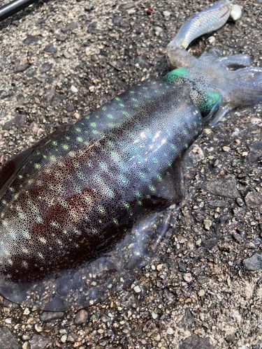 アオリイカの釣果