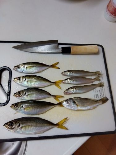 アジの釣果