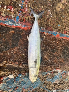 サゴシの釣果