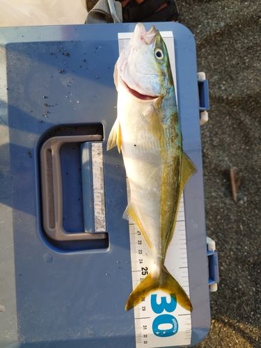 ワカシの釣果