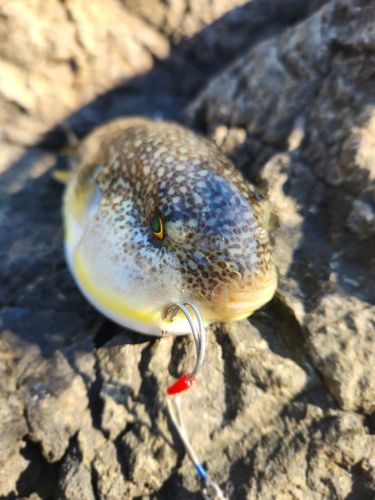 フグの釣果