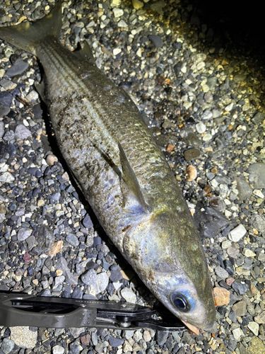 ボラの釣果