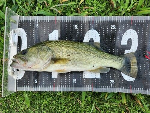 ブラックバスの釣果