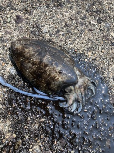 コウイカの釣果
