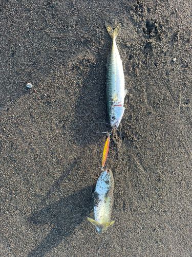 サバの釣果