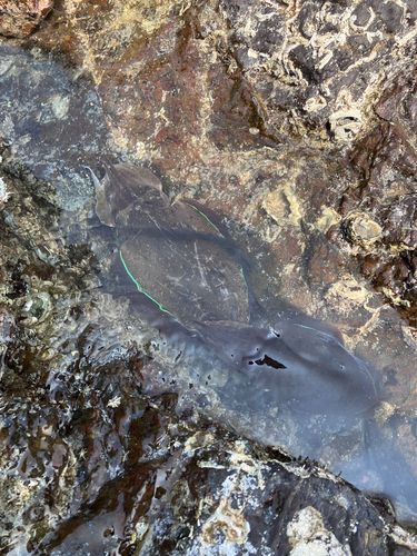 コウイカの釣果