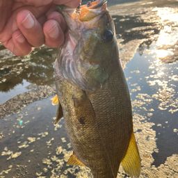 スモールマウスバス